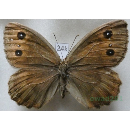 Satyrus ferula petrina (Silbernagel, Thurner 1964) female Macedonia24k